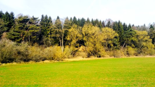 Giessen, Germany, Forest