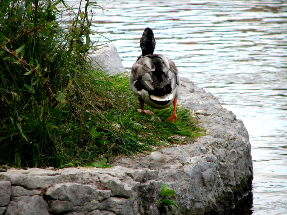 Kiss my butt, Barrie, Canada