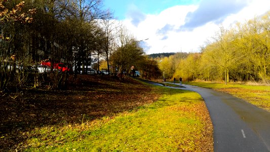 Marburg, Germany, Trees