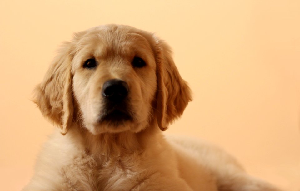 Dallas, United states, Puppy