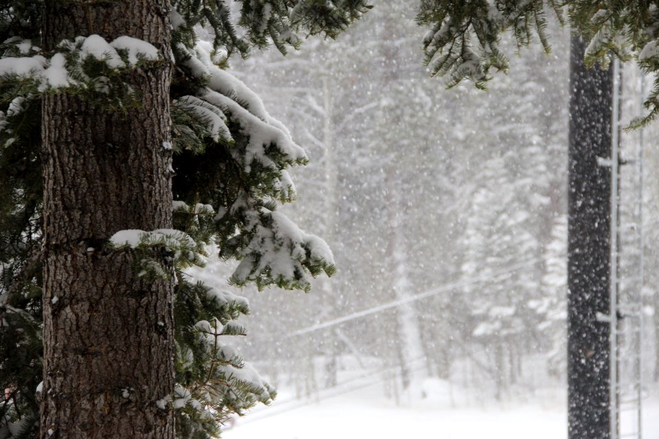Northstar resort   100 northstar drive, United states, Trees
