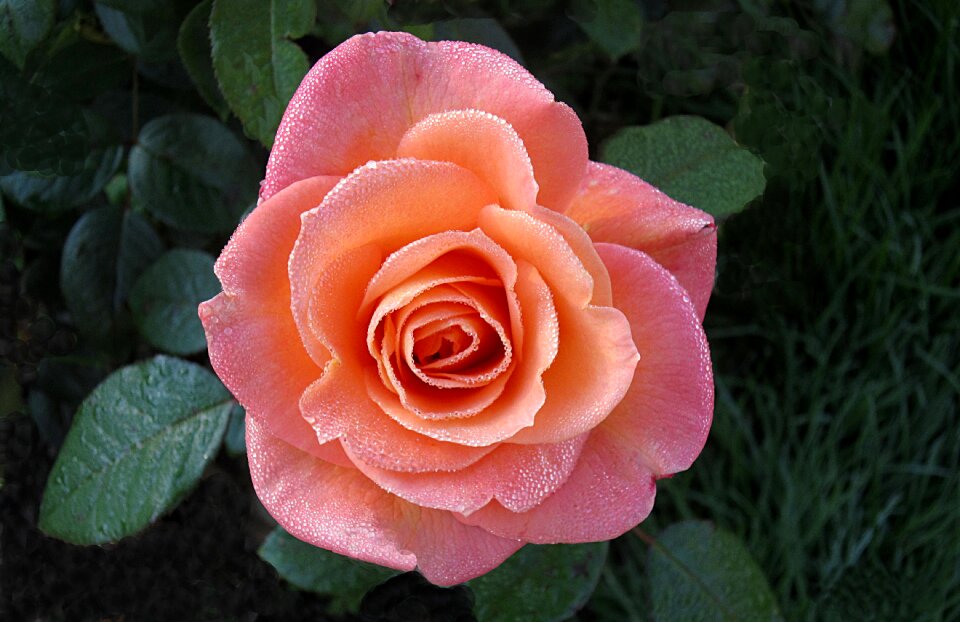 Rose flower rose bloom