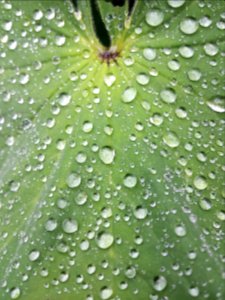 water droplet on green leaf photo