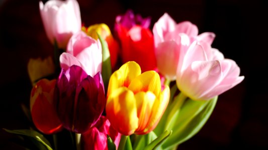 Tulip, Birthday, Flowers photo