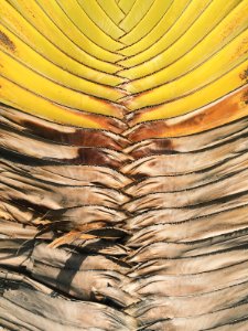 yellow and brown dried leaf photo