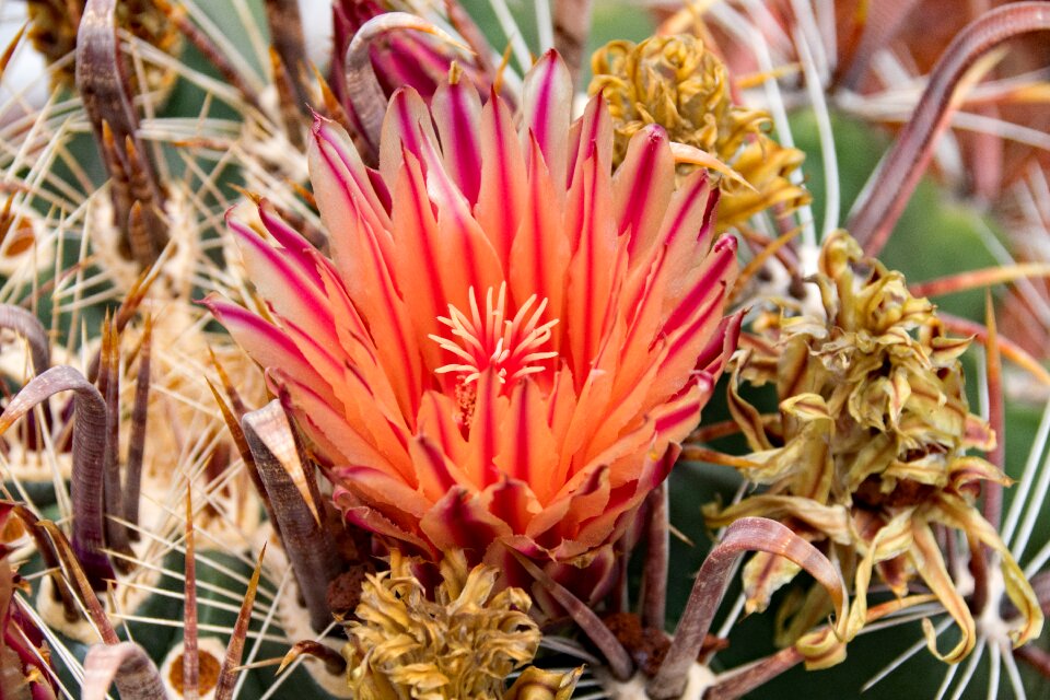 Bloom lanzarote spain