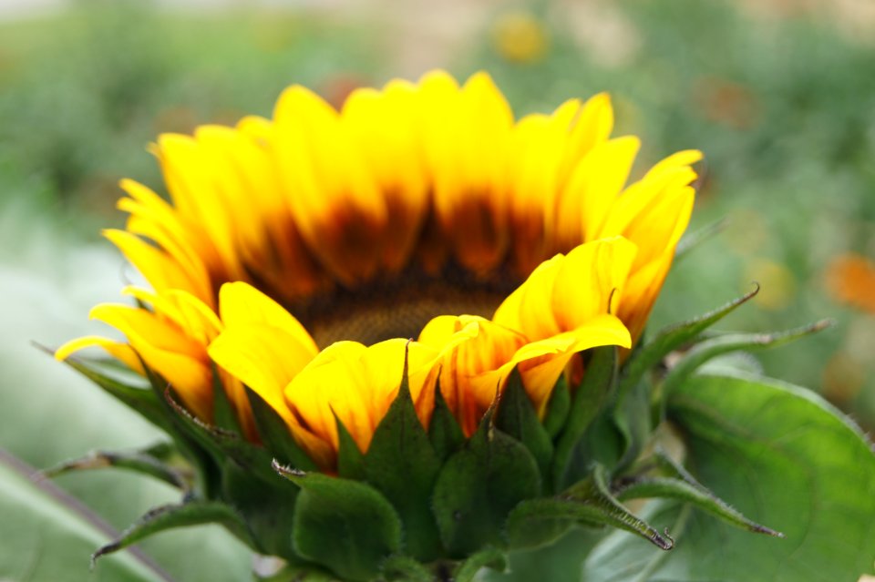 Cartersville, United states, Flower