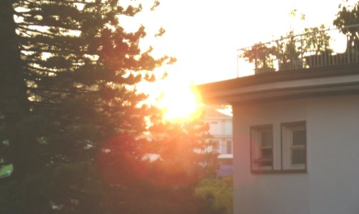 Morning, Sun, Tree