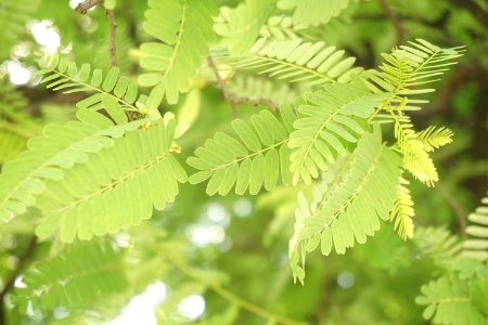 Sunshine, Leaves, Tree