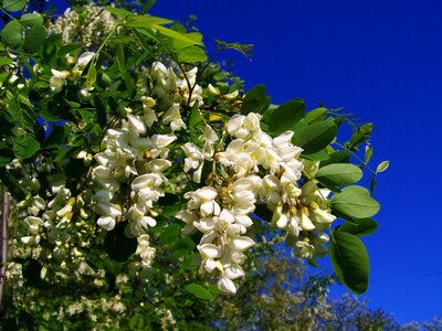 Flowering acacia robinia pseudoacacia spring