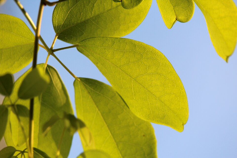 Green leaf plant leaf