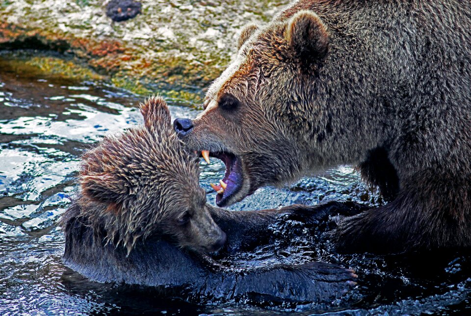 Wilderness bear ursus arctos