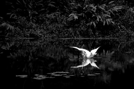 Environmental, Environment, Lake