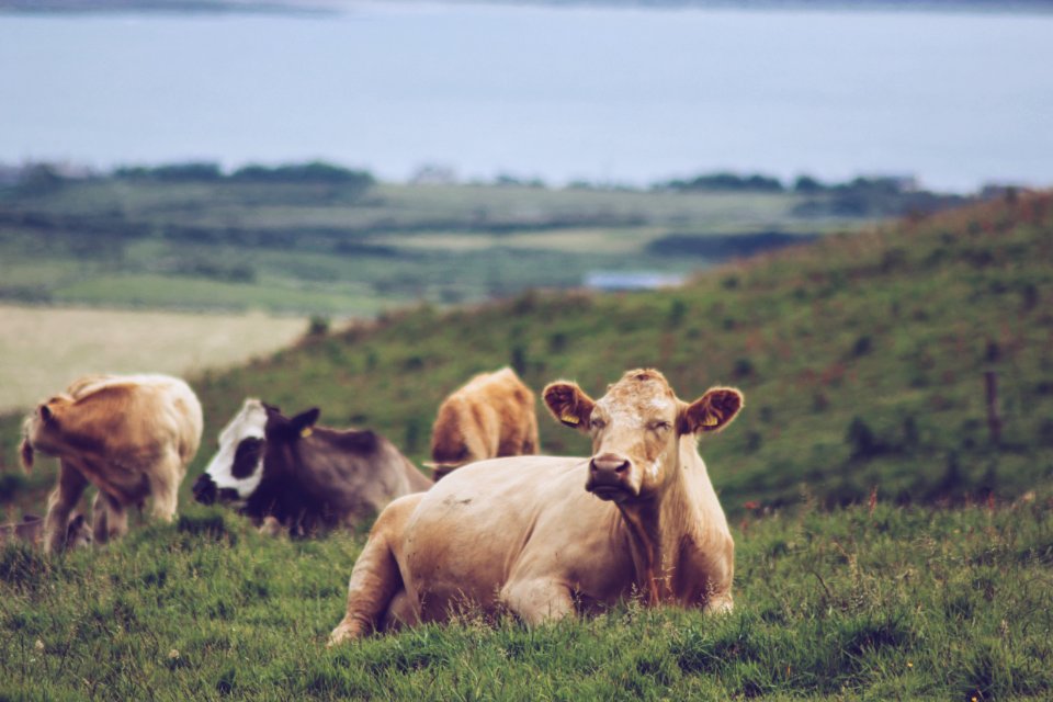Irel, Cliffs of moher, Nature