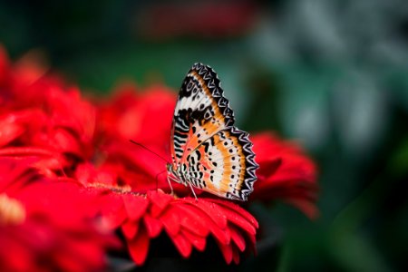 orange and black butterfly on red leaves photo