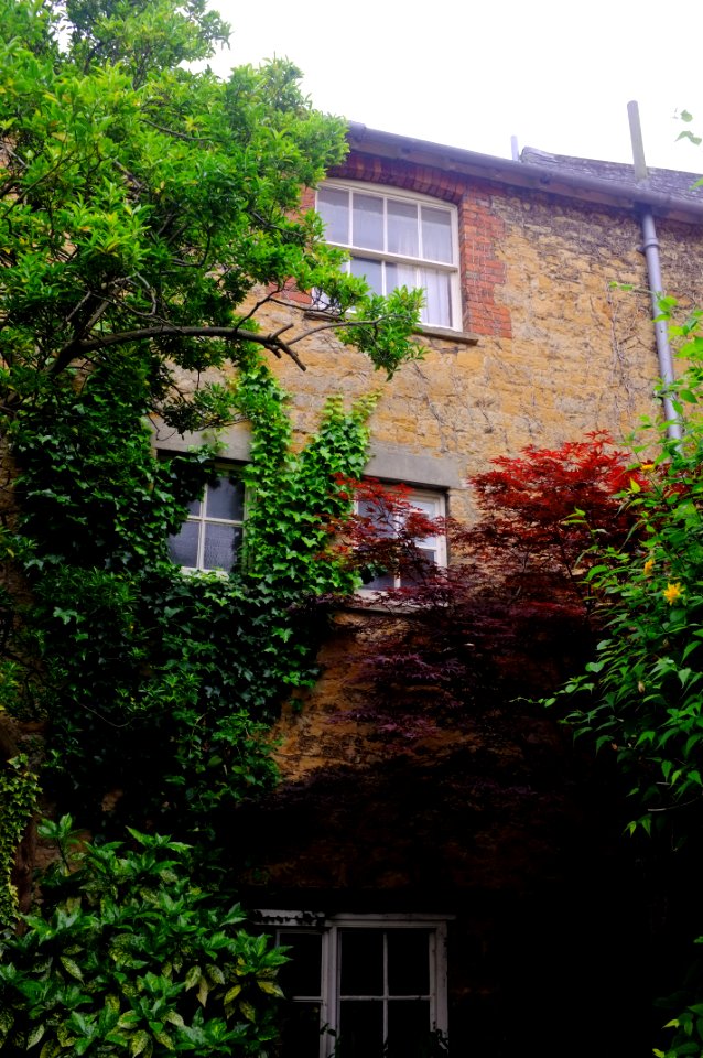 Overgrown, Building, Window