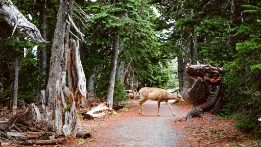 deer walking in the middle of forest photo