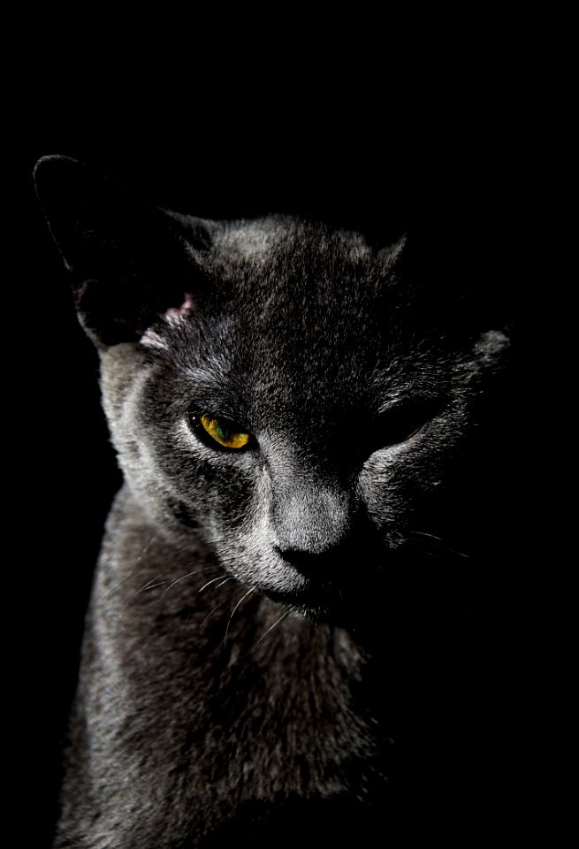 Netherl, Animal portrait, Nikon