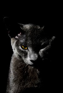 Netherl, Animal portrait, Nikon photo