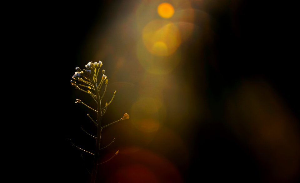 close-up photography of white petaled flower
