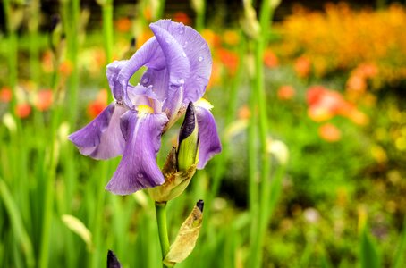 Bloom purple bloom