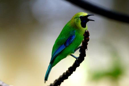 shallow focus photography of green and yellow bird photo