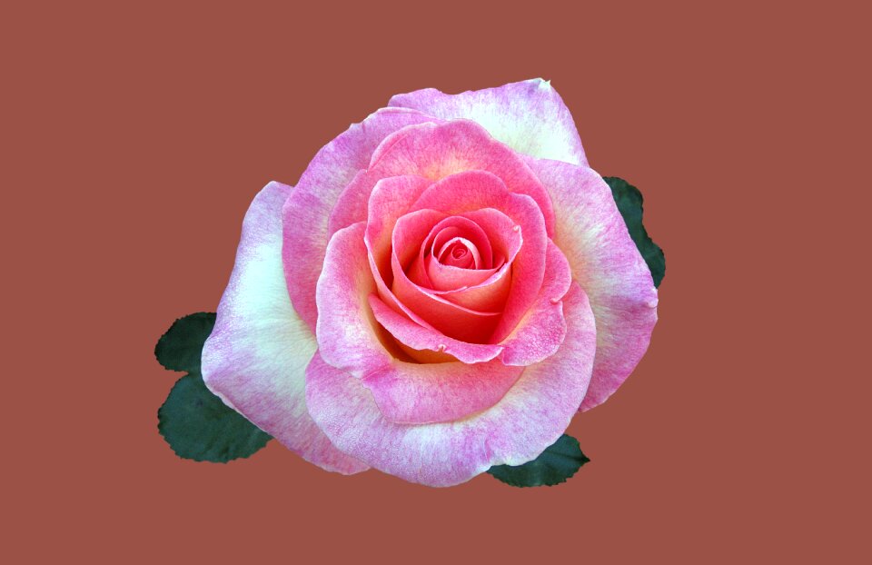 Rose flower rose bloom
