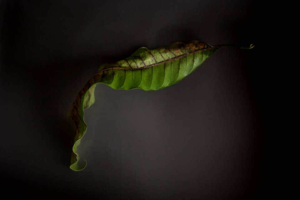 Moscow, Russia, Green leaf