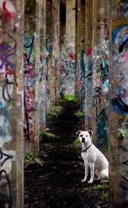 City, Urban, Dog