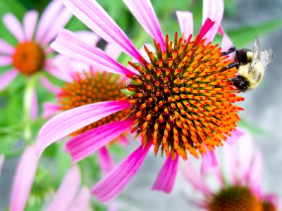 Bee, Plant, Pink photo