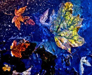 Trees, Rain, Leaves