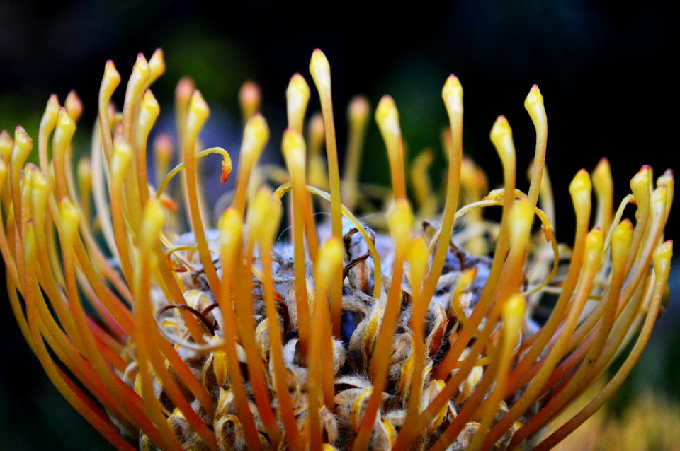San francisco, United states, Macro photography