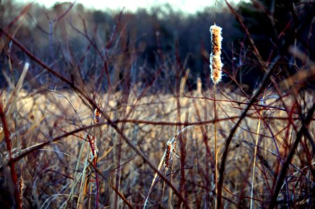 Great meadows national wildlife refuge, Sudbury, United states