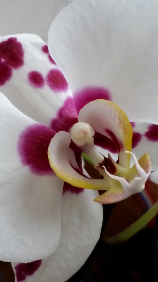 Blossom plant bloom