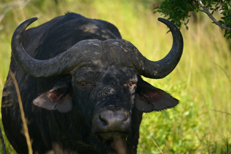 Hluhluwe, South africa, Africa