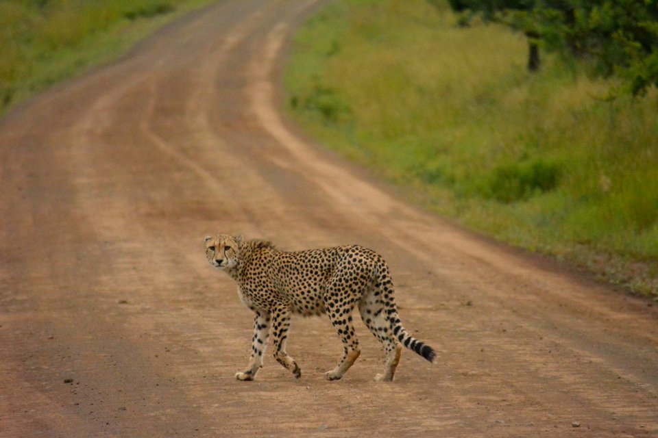 cheetah near green grass