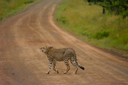 cheetah near green grass