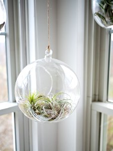 shallow focus photography of clear glass hanging terrarium photo