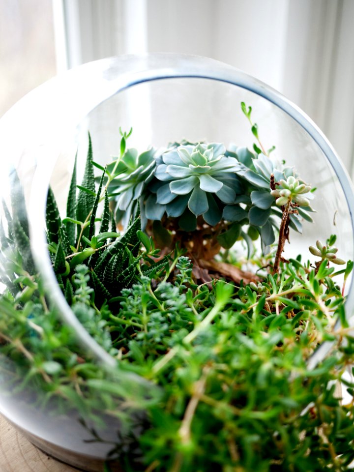 succulent plants in clear glass terrarium photo