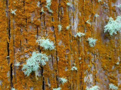 Background, Wallpaper, Bark