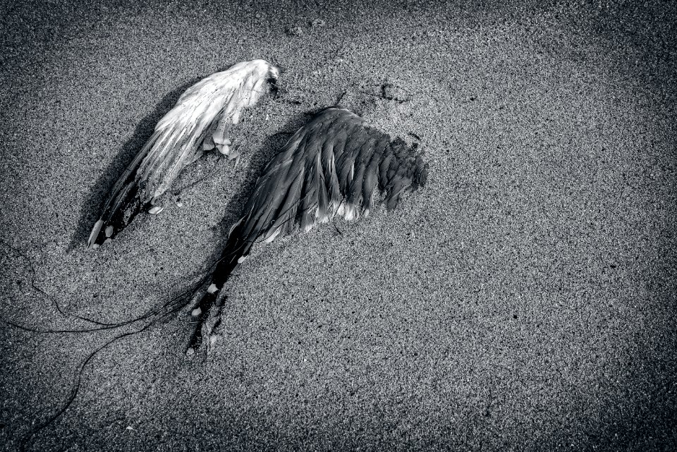 Santa cruz, United states, Dead bird