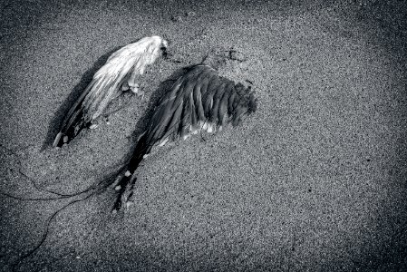 Santa cruz, United states, Dead bird photo