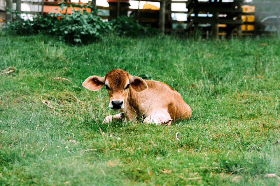 New zeal, Agrodome  rotorua , Grass