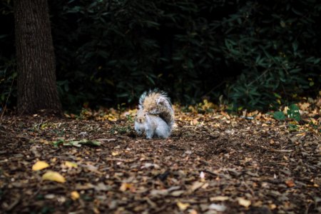 brown squirrel standing on soil photo