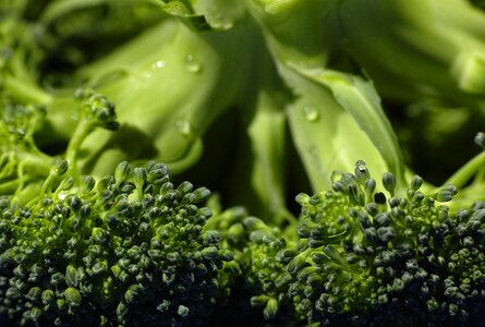 Vegetable green healthy eating