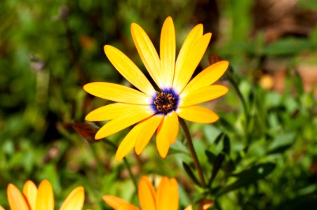 Macro, Close up, Flower photo