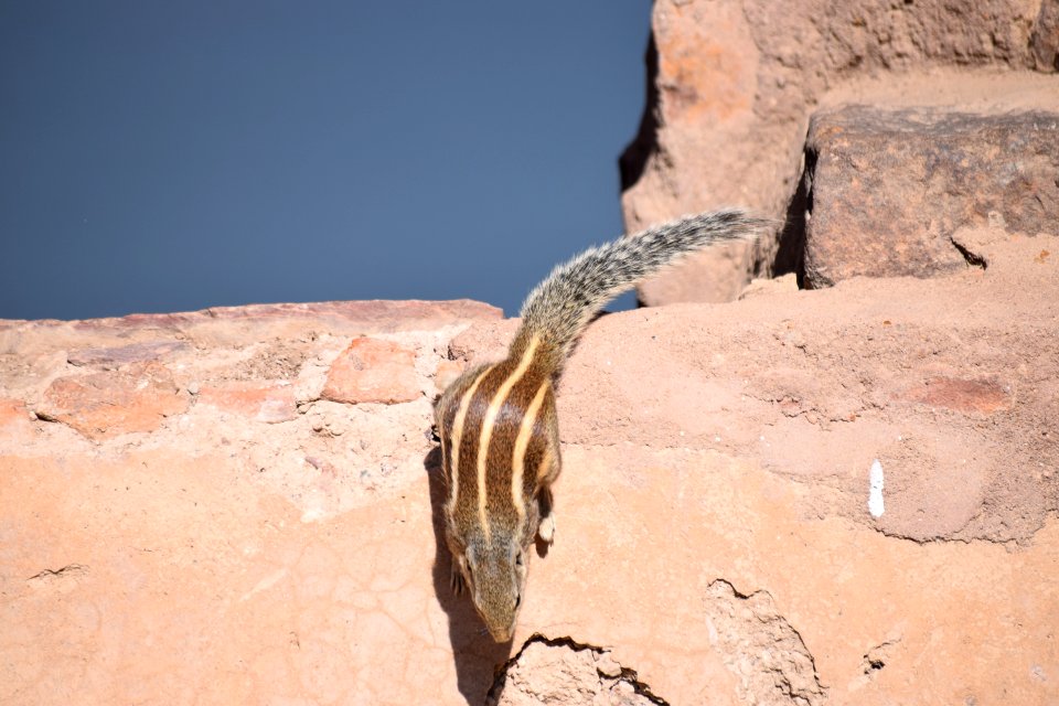 Ranthambore tiger reserve, Sawai madhopur, India