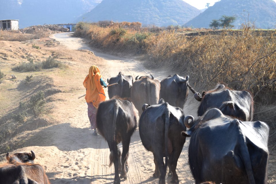 Ranthambore tiger reserve, Sawai madhopur, India