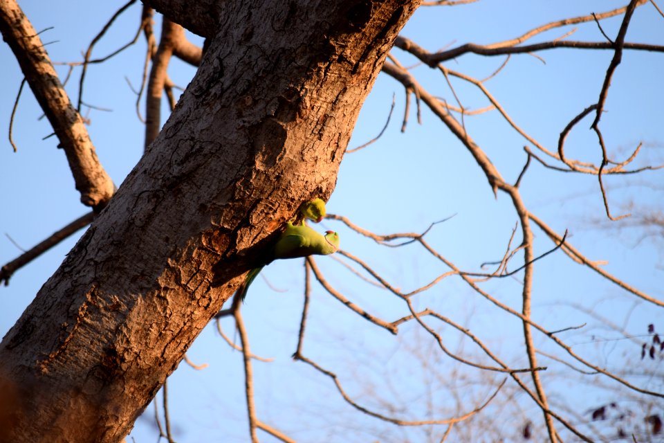 Ranthambore tiger reserve, Sawai madhopur, India