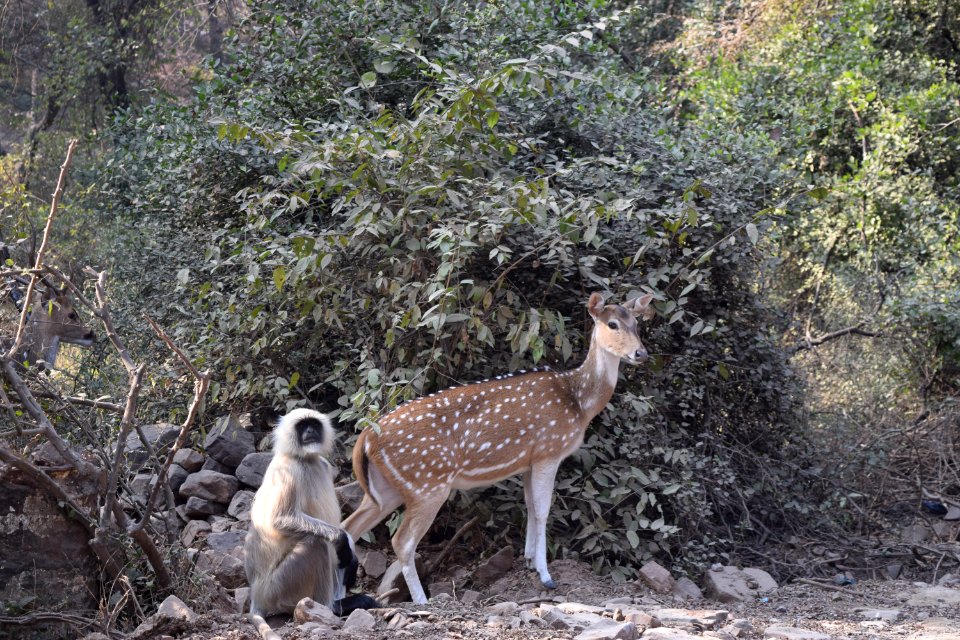Ranthambore tiger reserve, Sawai madhopur, India